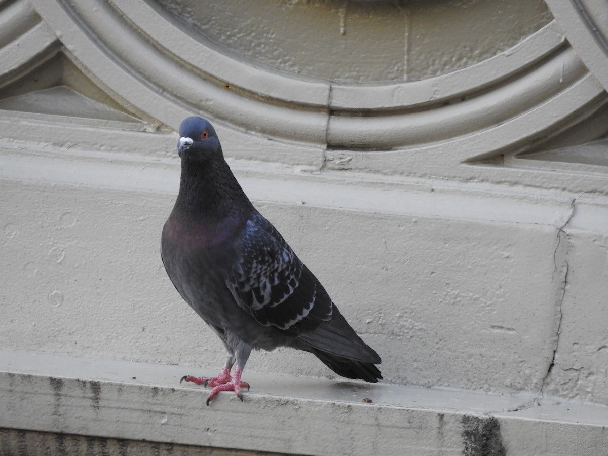 Rock Pigeon (Feral Pigeon) - Jocele Capaldo
