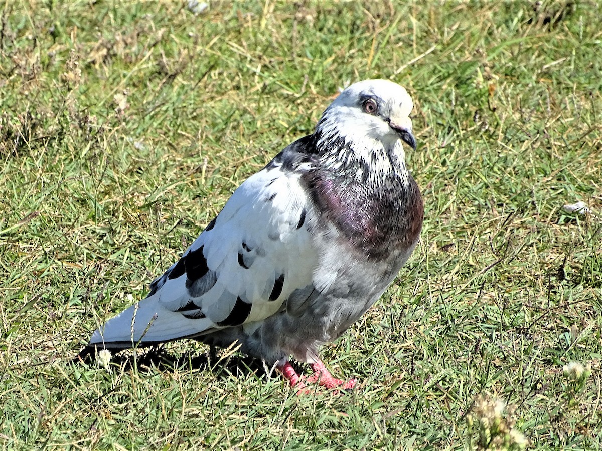 Rock Pigeon (Feral Pigeon) - ML152000731