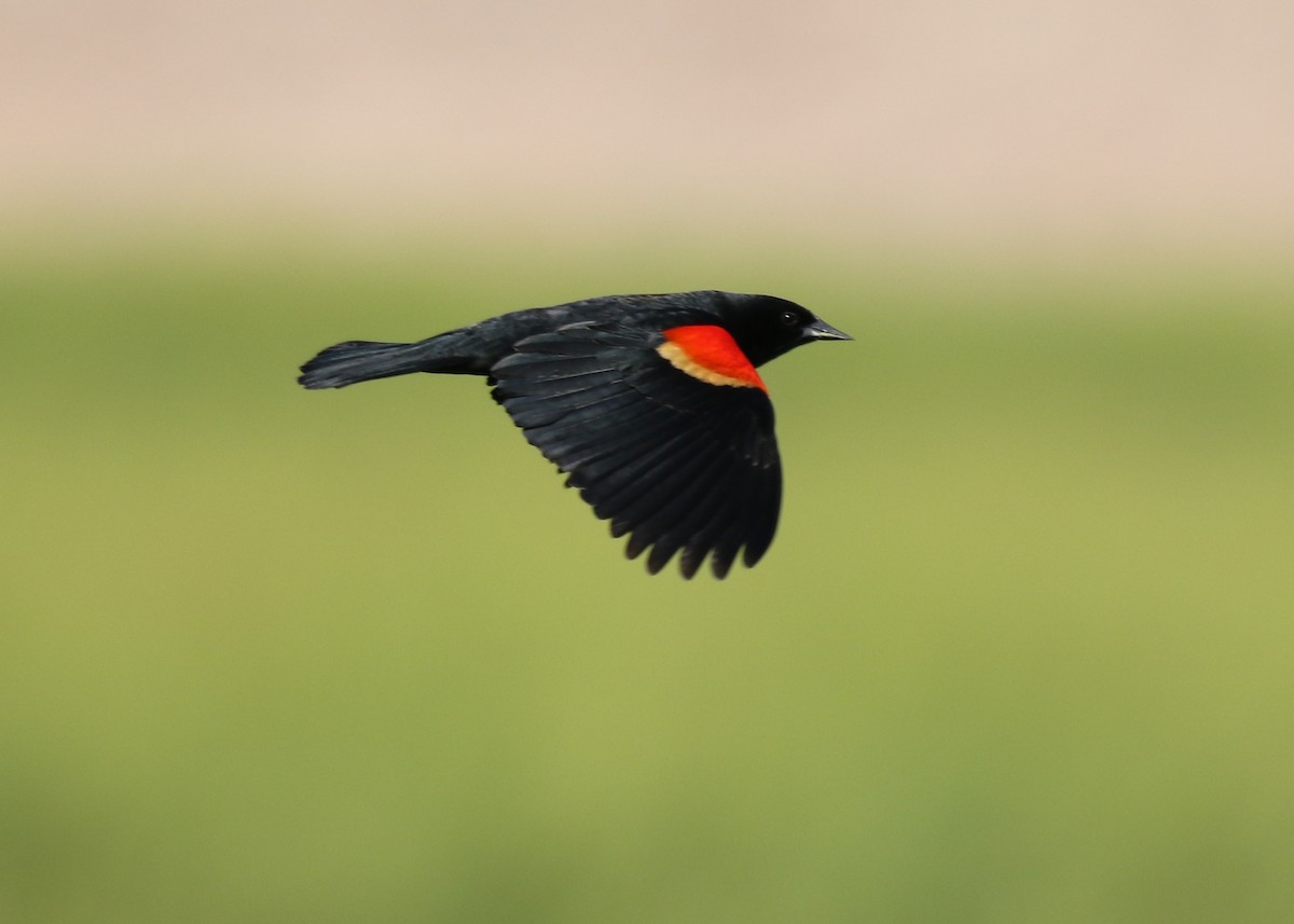 Red-winged Blackbird (Red-winged) - Louis Hoeniger