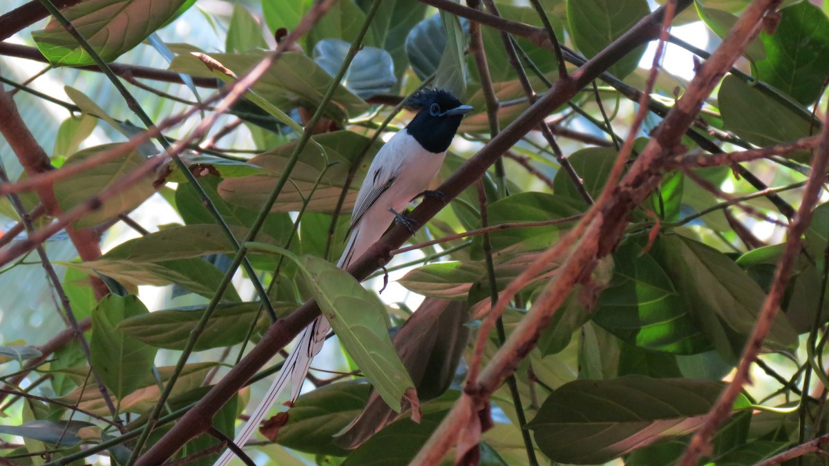 Indian Paradise-Flycatcher - shyamkumar puravankara