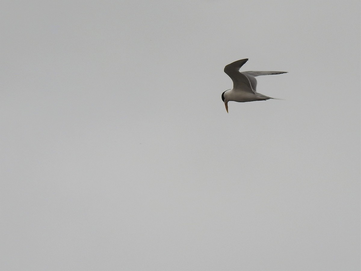 Great Crested Tern - ML152001731