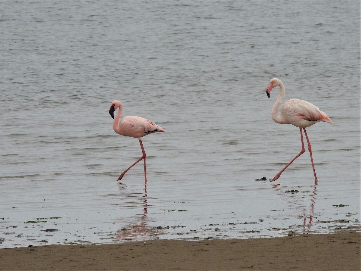 Lesser Flamingo - ML152001921