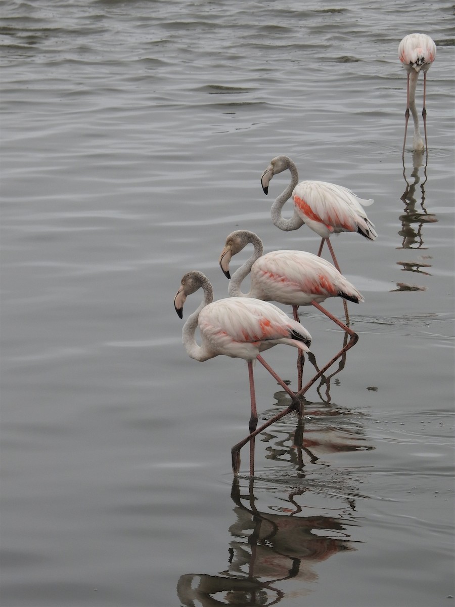 Greater Flamingo - ML152001941