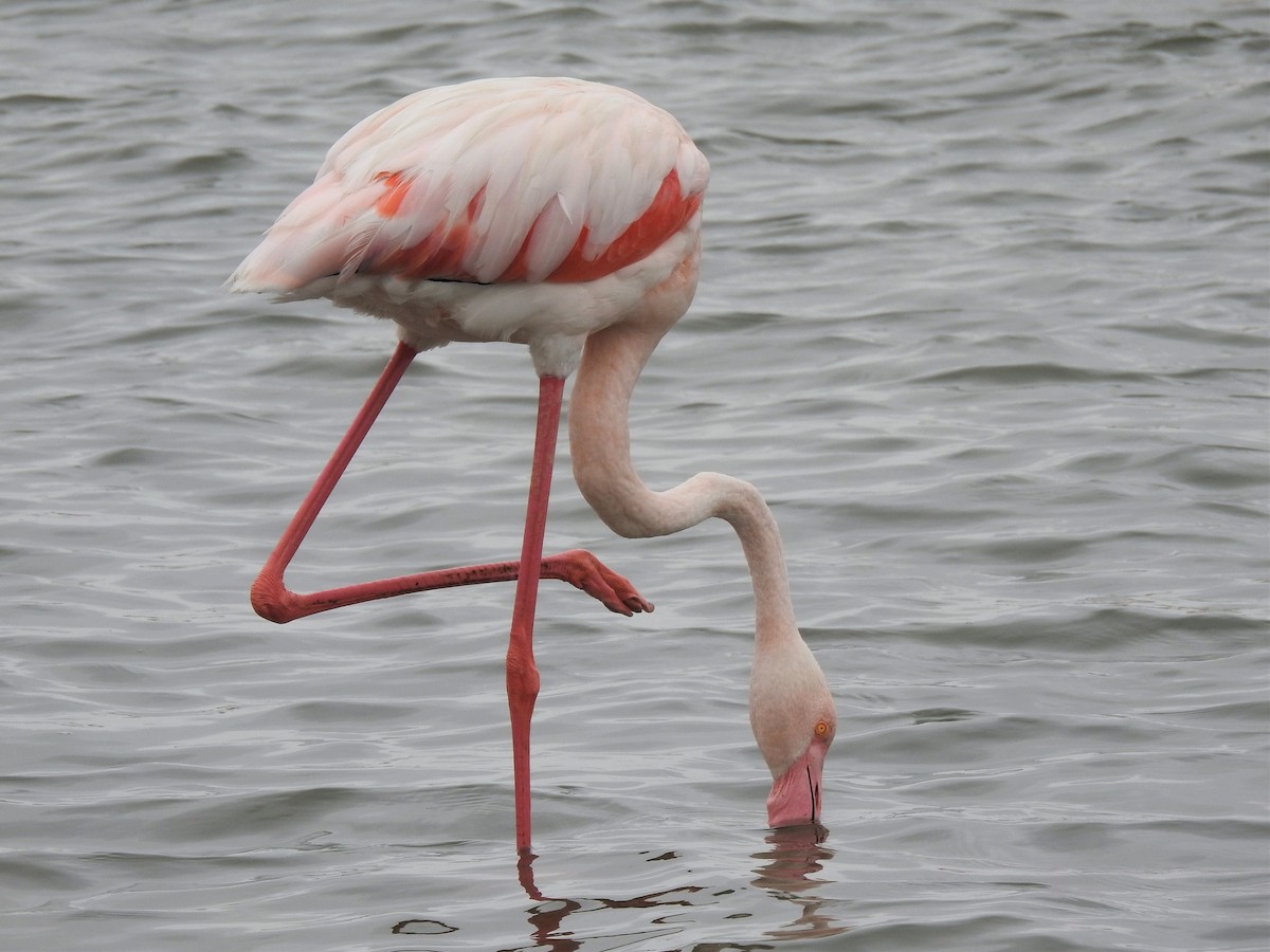 Greater Flamingo - ML152001961