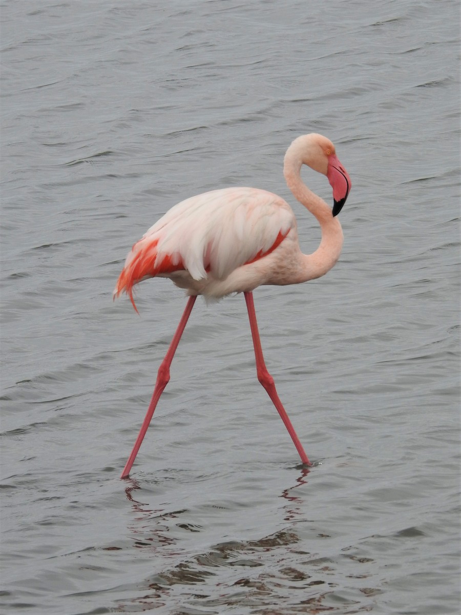 Greater Flamingo - ML152002091