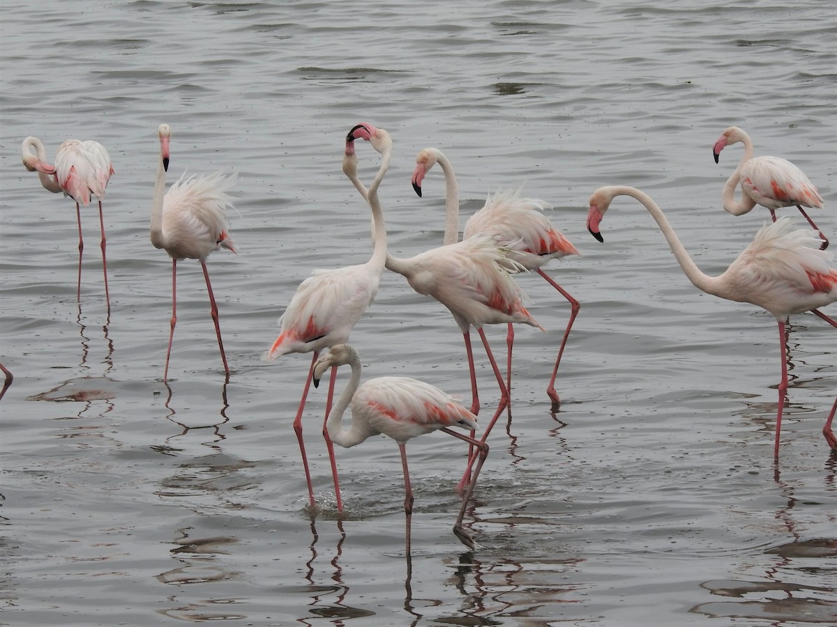 Greater Flamingo - ML152002121