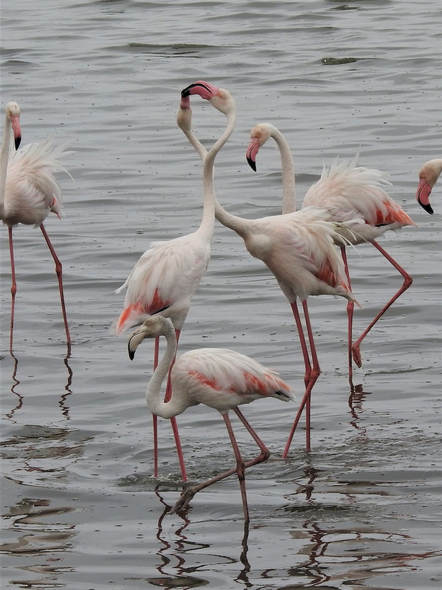 Greater Flamingo - ML152002151