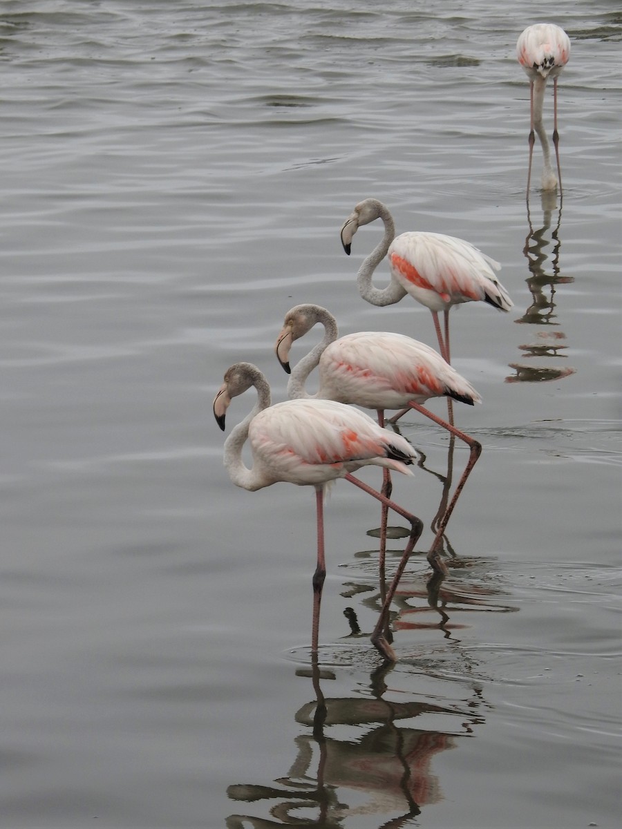 Greater Flamingo - ML152002201