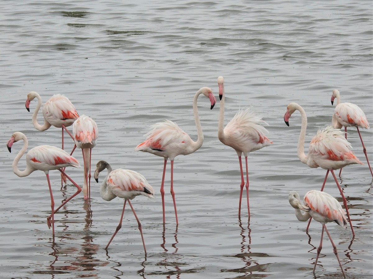 Greater Flamingo - ML152002241