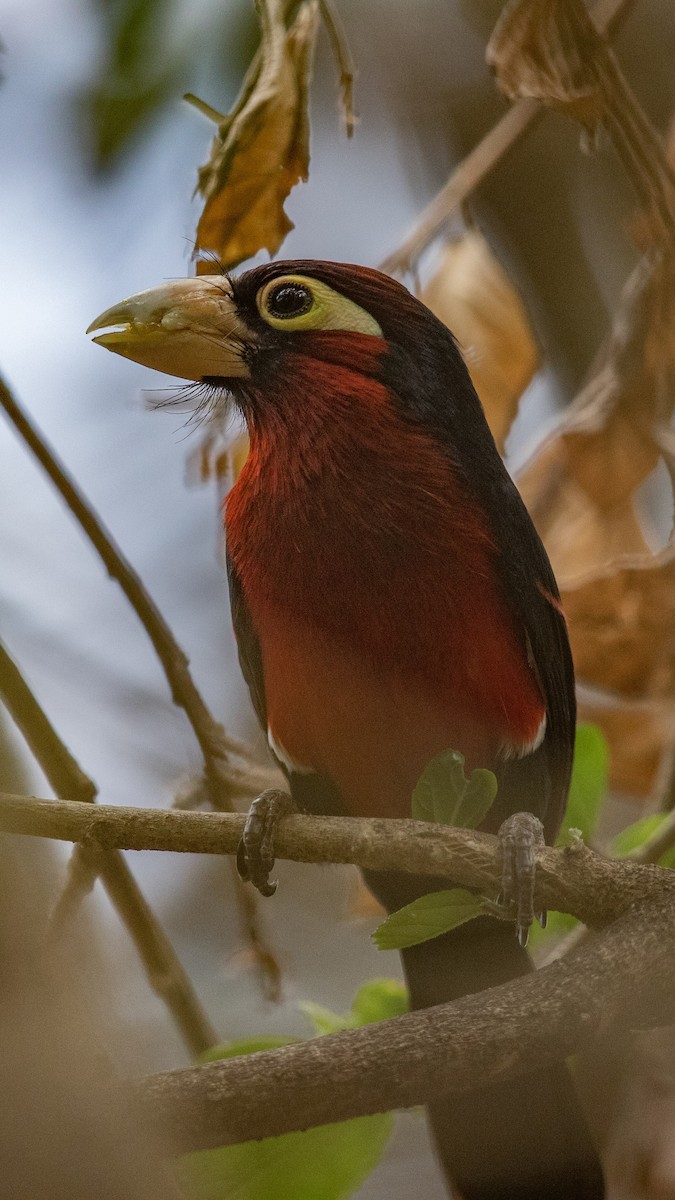Double-toothed Barbet - ML152002291
