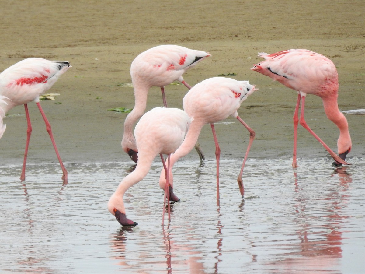Lesser Flamingo - Ryan Irvine
