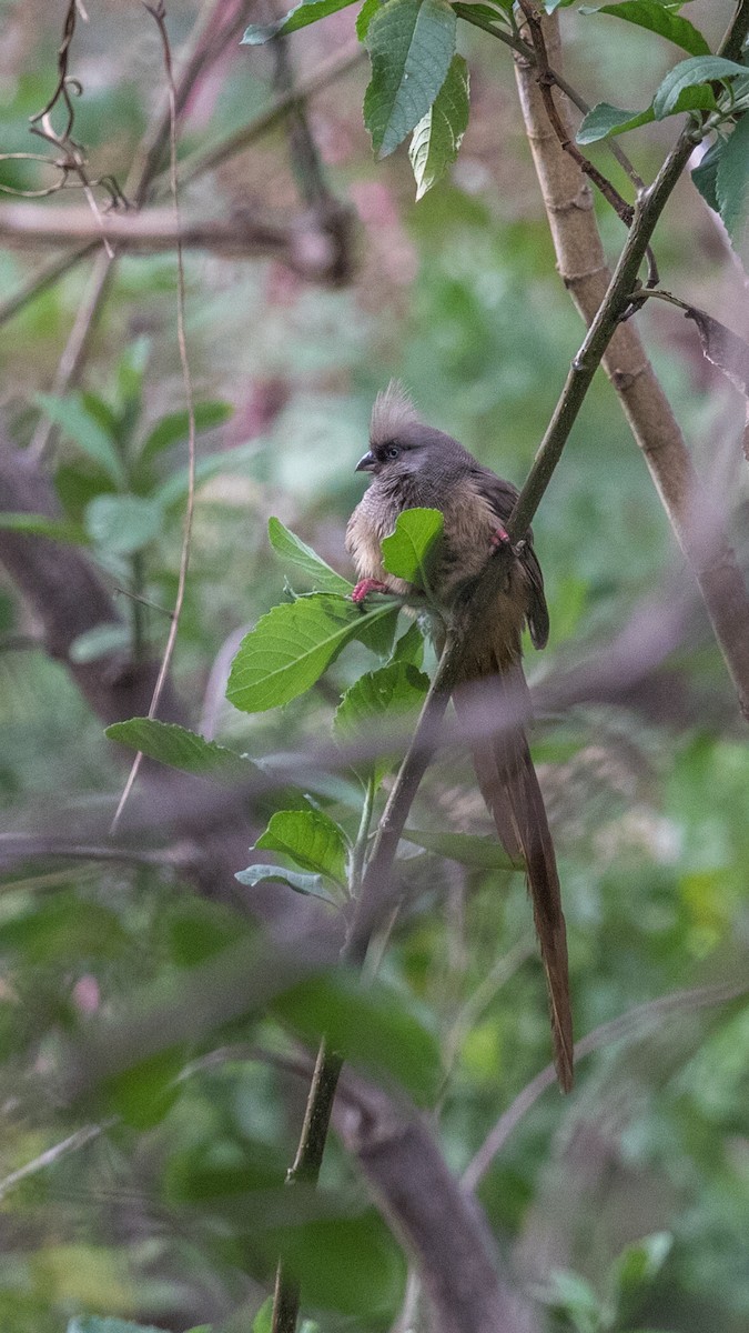 Speckled Mousebird - ML152002811