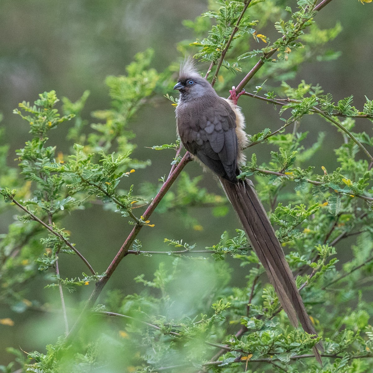 Speckled Mousebird - ML152002831
