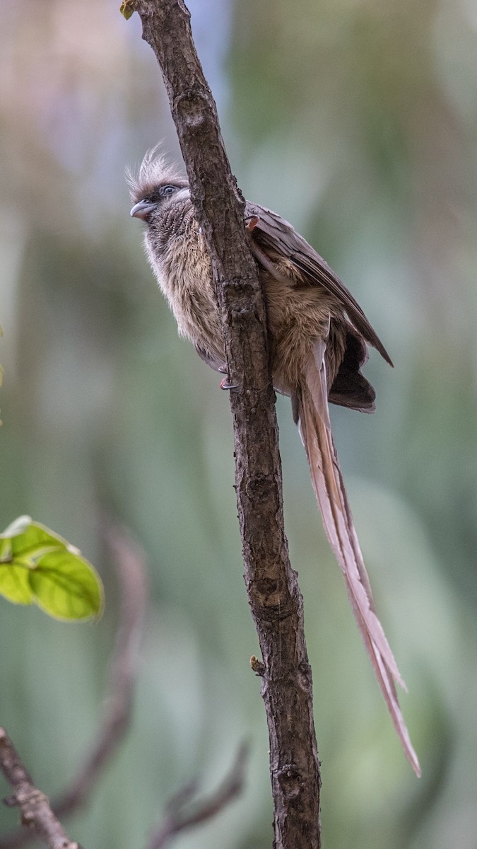 Speckled Mousebird - ML152002861