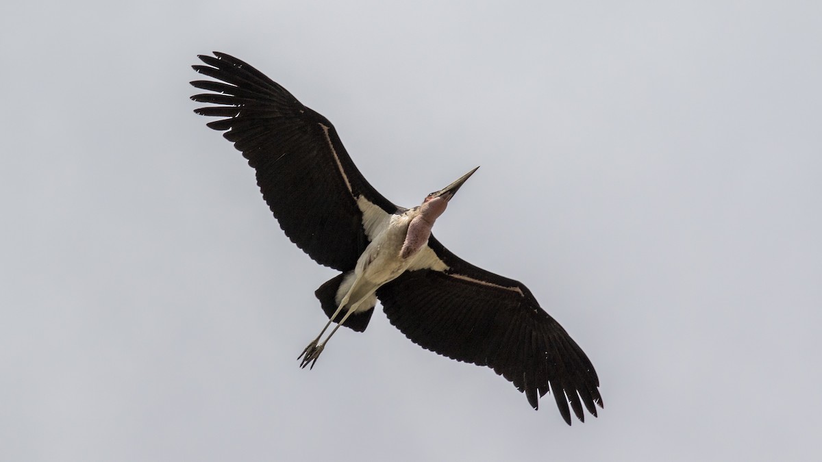 Marabou Stork - ML152002971