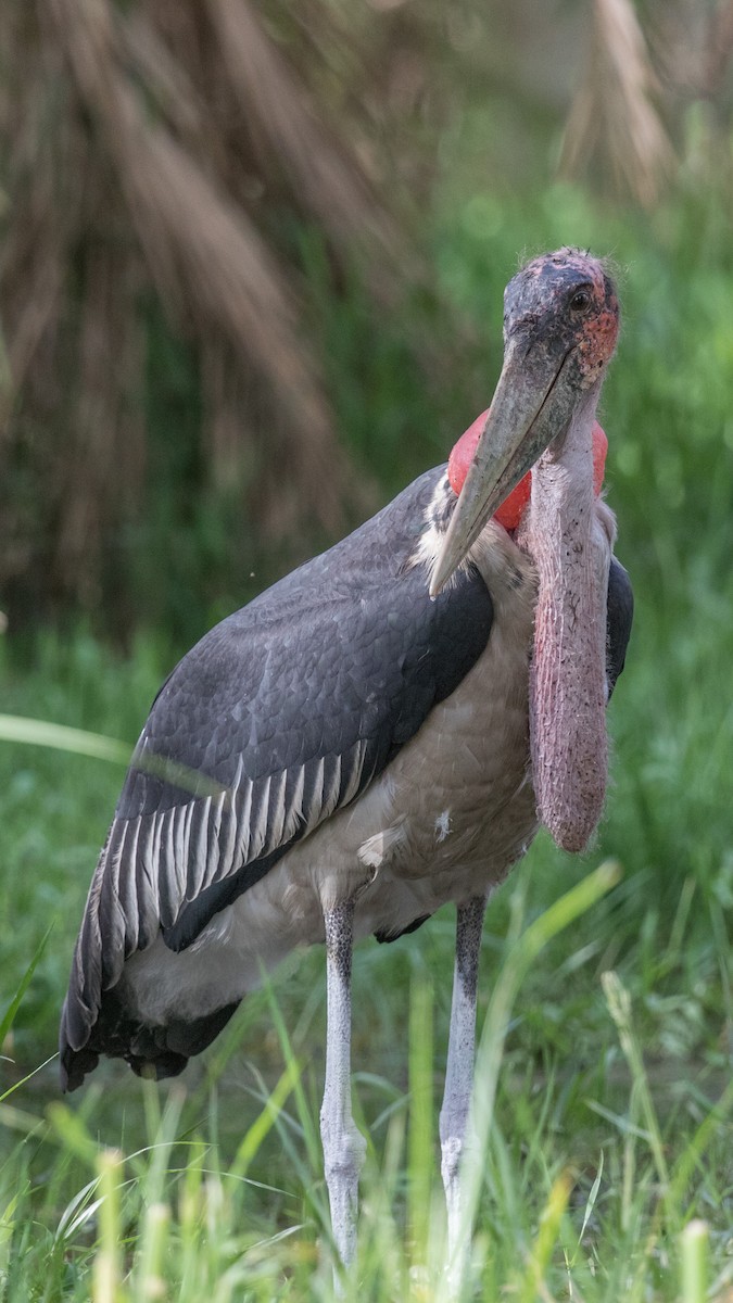 Marabou Stork - ML152002981