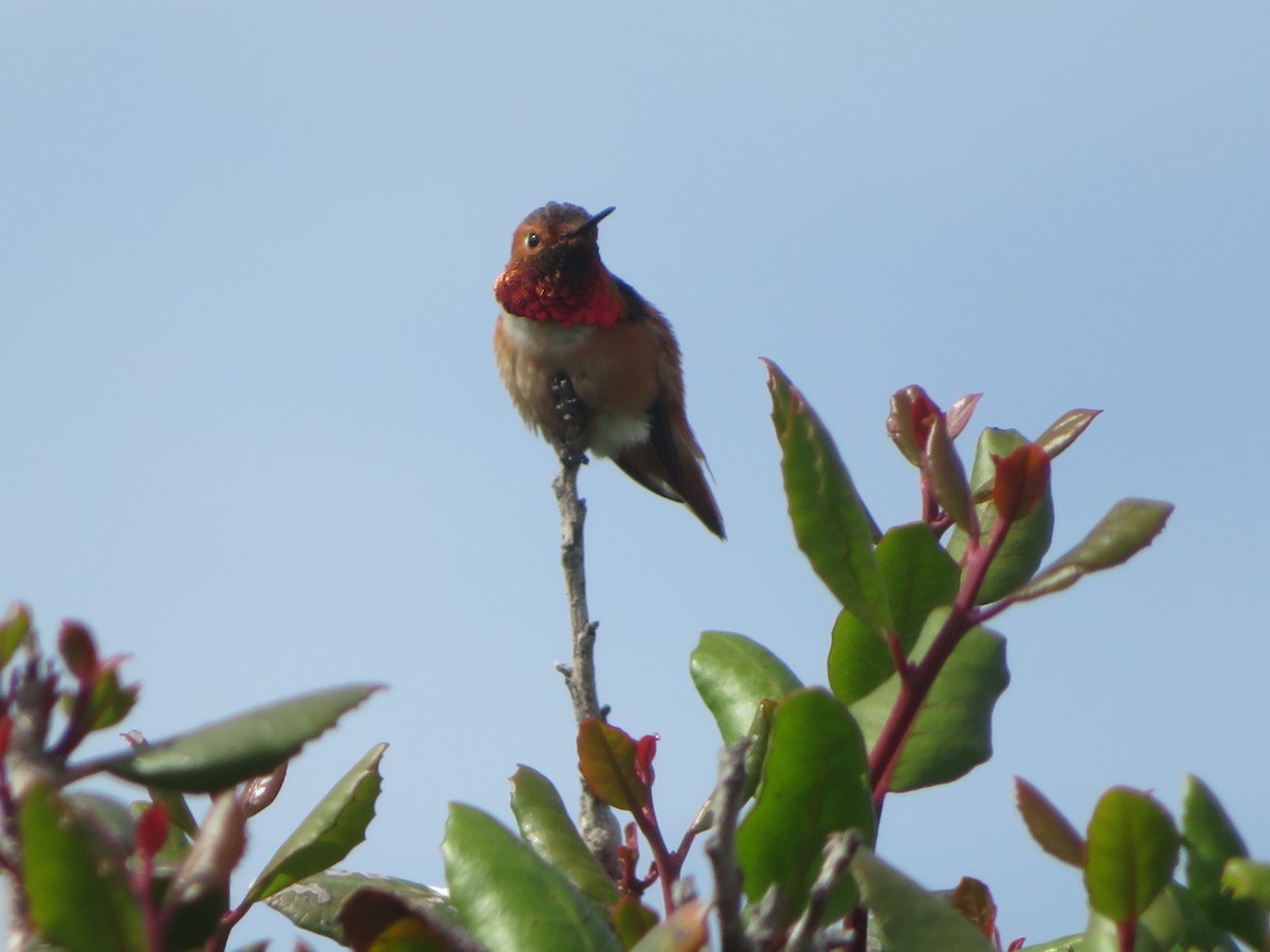 Allen's Hummingbird - TK Birder