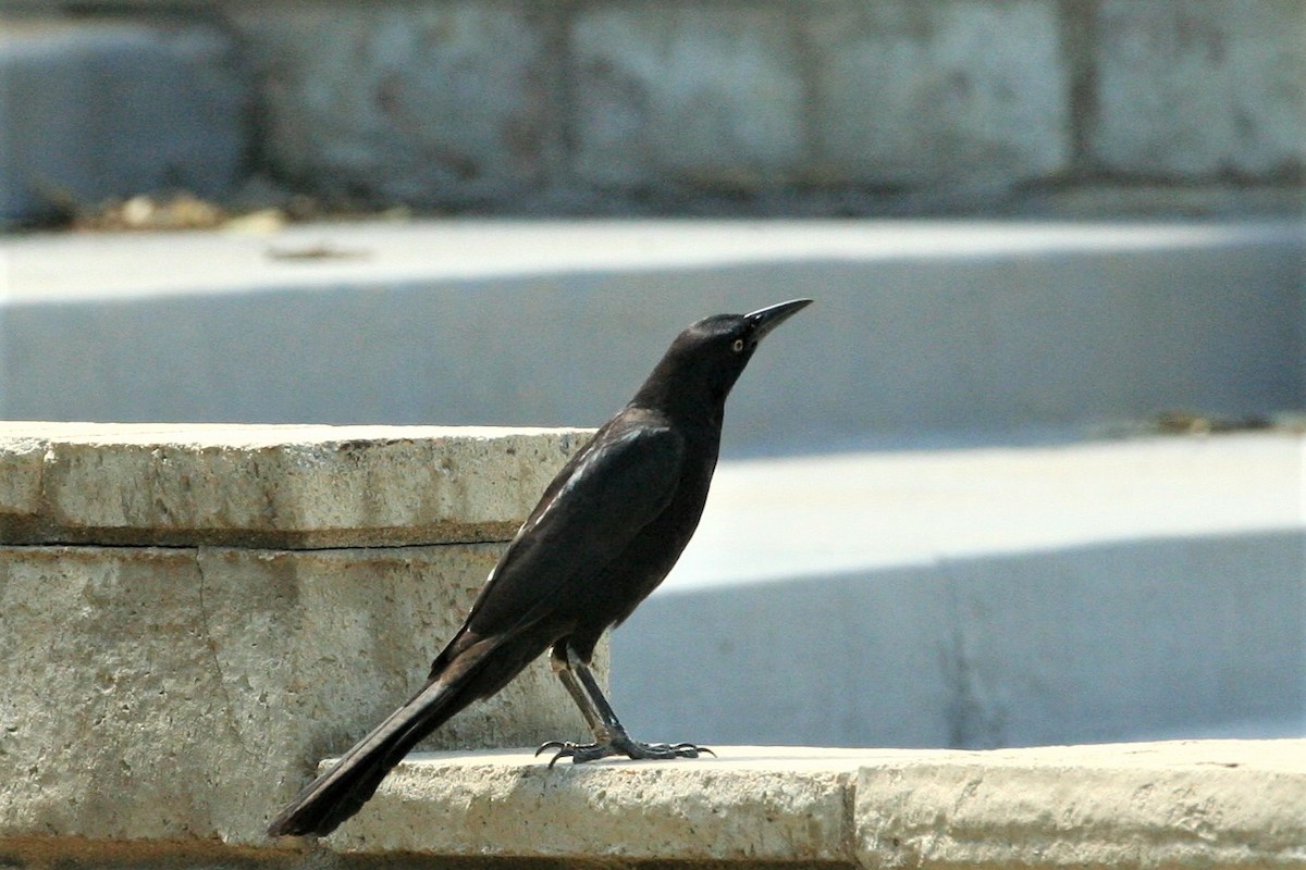 Great-tailed Grackle - ML152003221