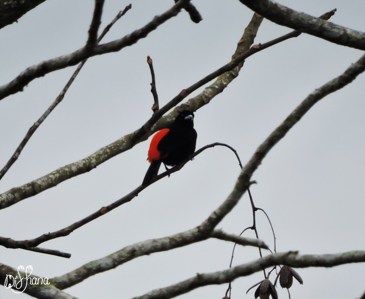 Scarlet-rumped Tanager - ML152003301