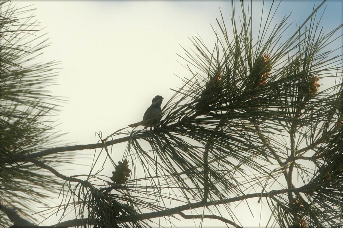 Black-throated Gray Warbler - ML152003461