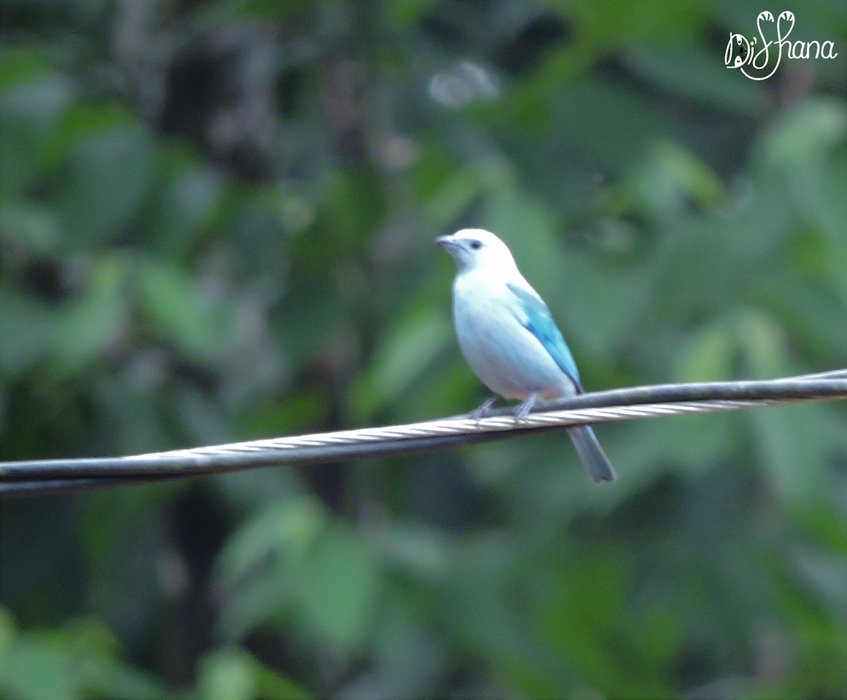 Blue-gray Tanager - ML152003611