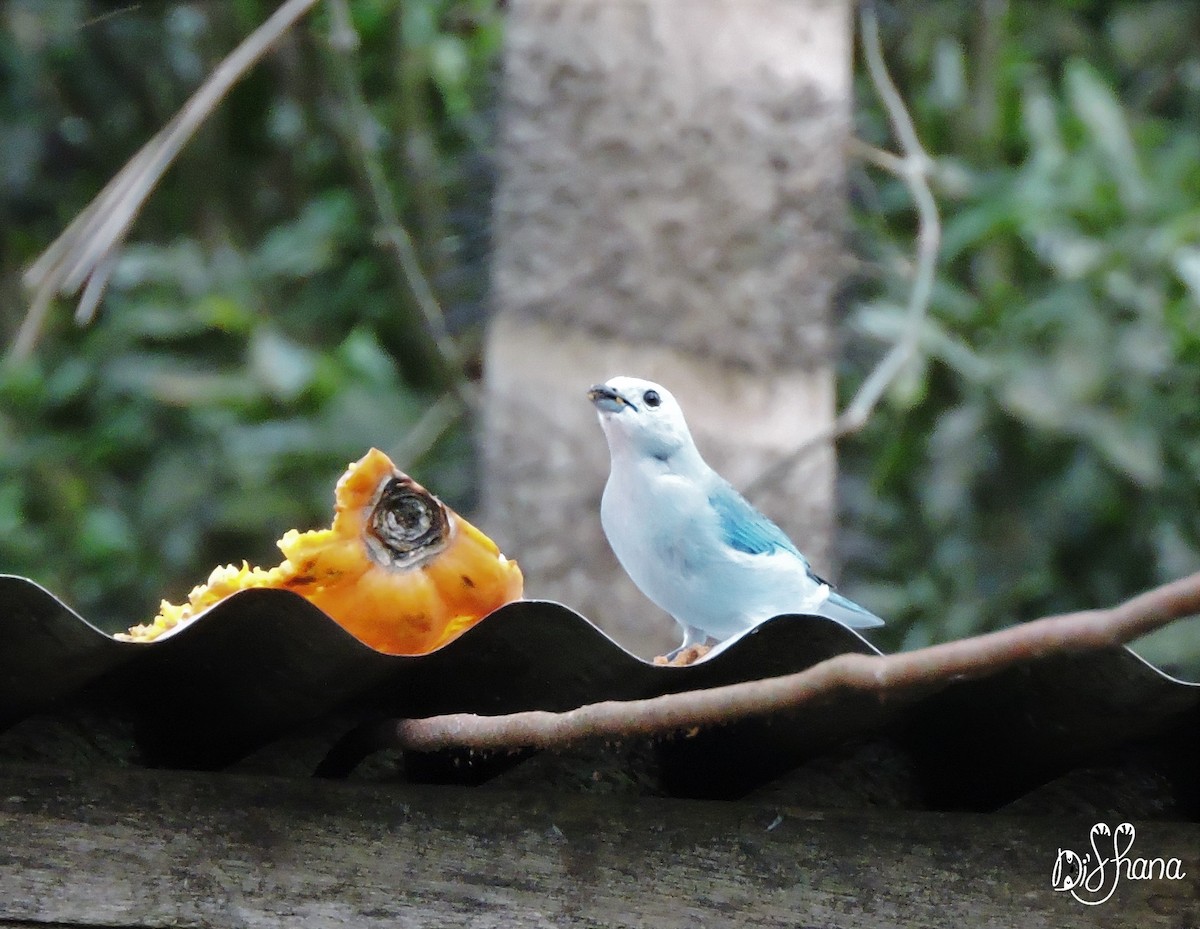 Blue-gray Tanager - ML152003751