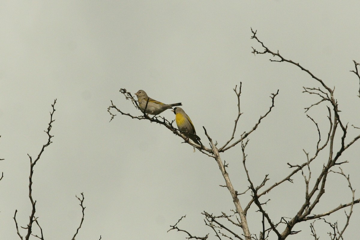 Lawrence's Goldfinch - ML152003791