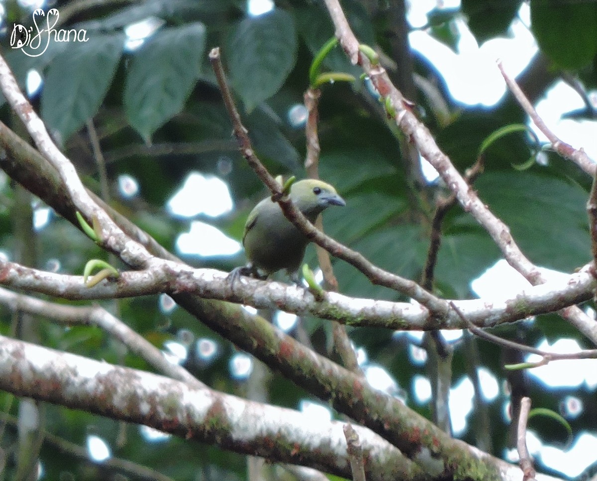 Palm Tanager - ML152003811