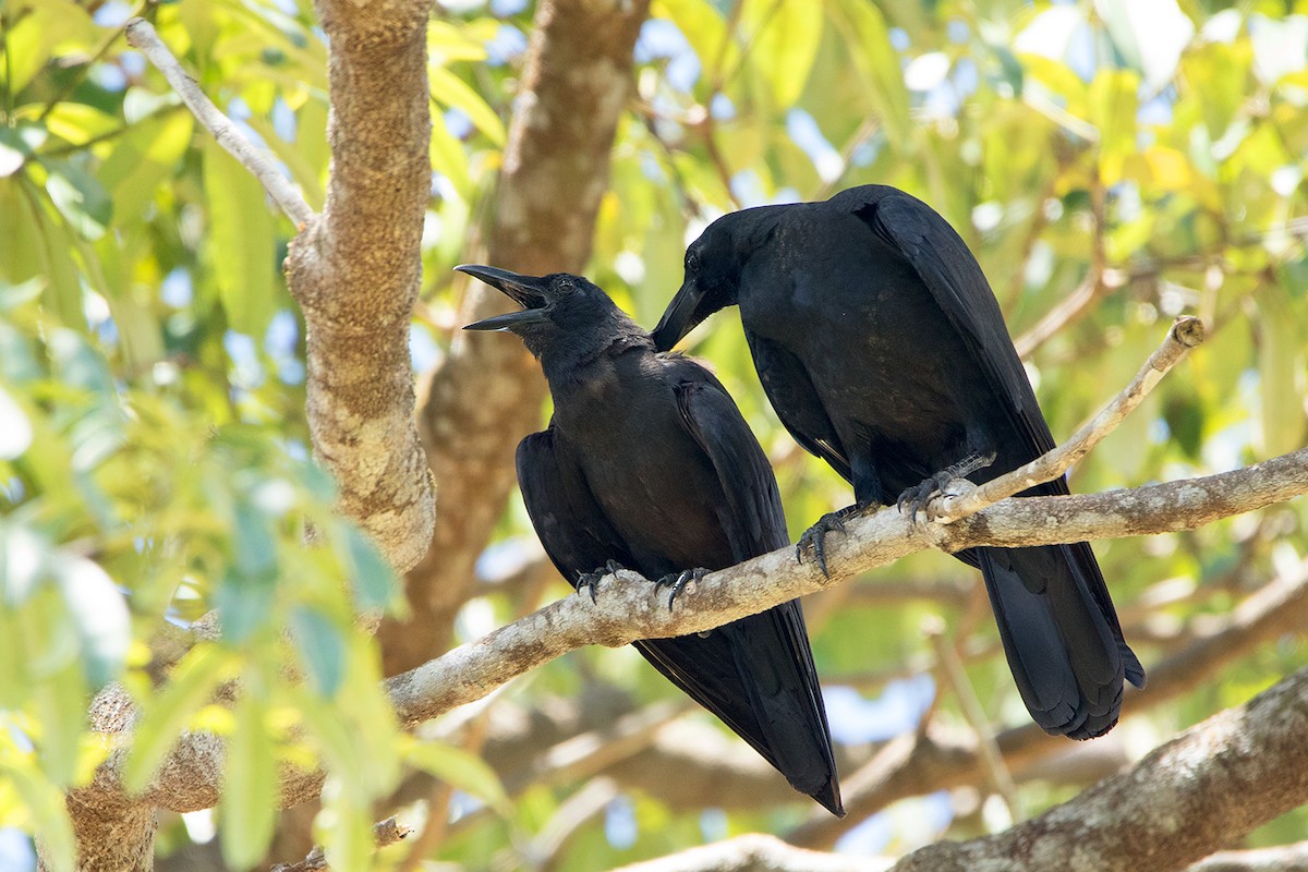 Slender-billed Crow - Ayuwat Jearwattanakanok