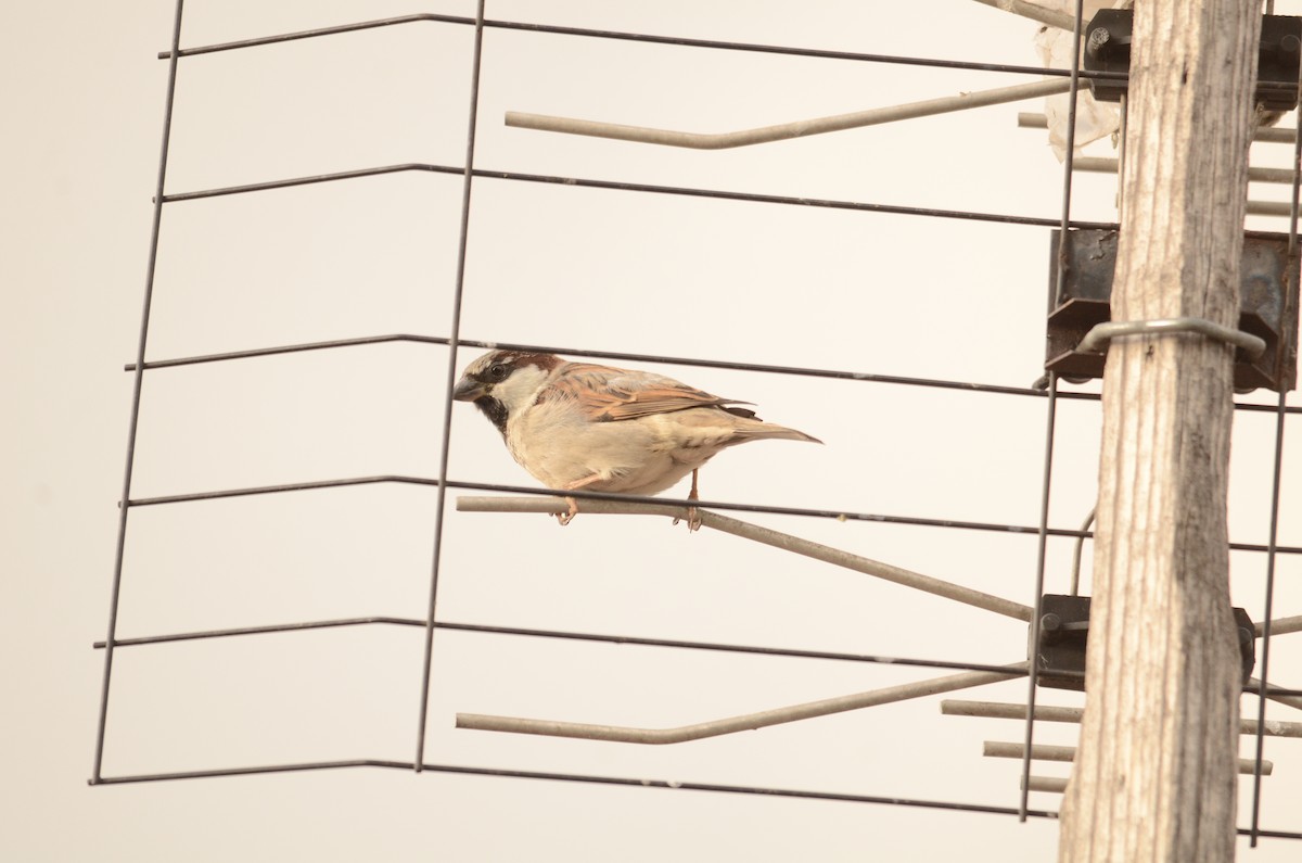 House Sparrow - ML152005811