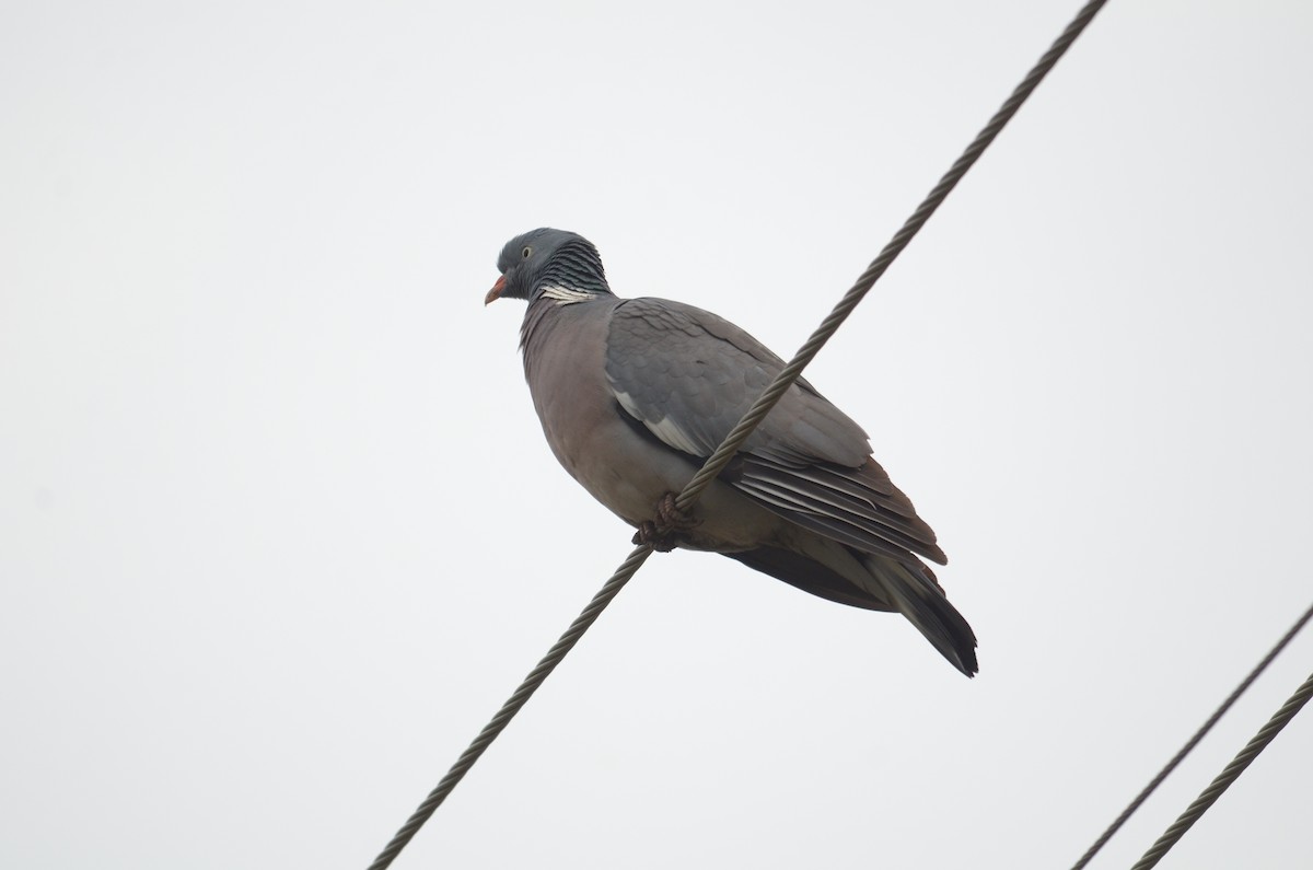 Common Wood-Pigeon - ML152006111