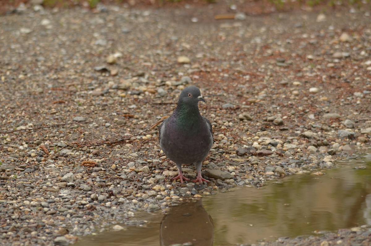 Rock Pigeon (Feral Pigeon) - ML152007321