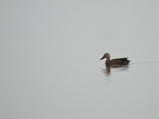 Cape Shoveler, ML152008161