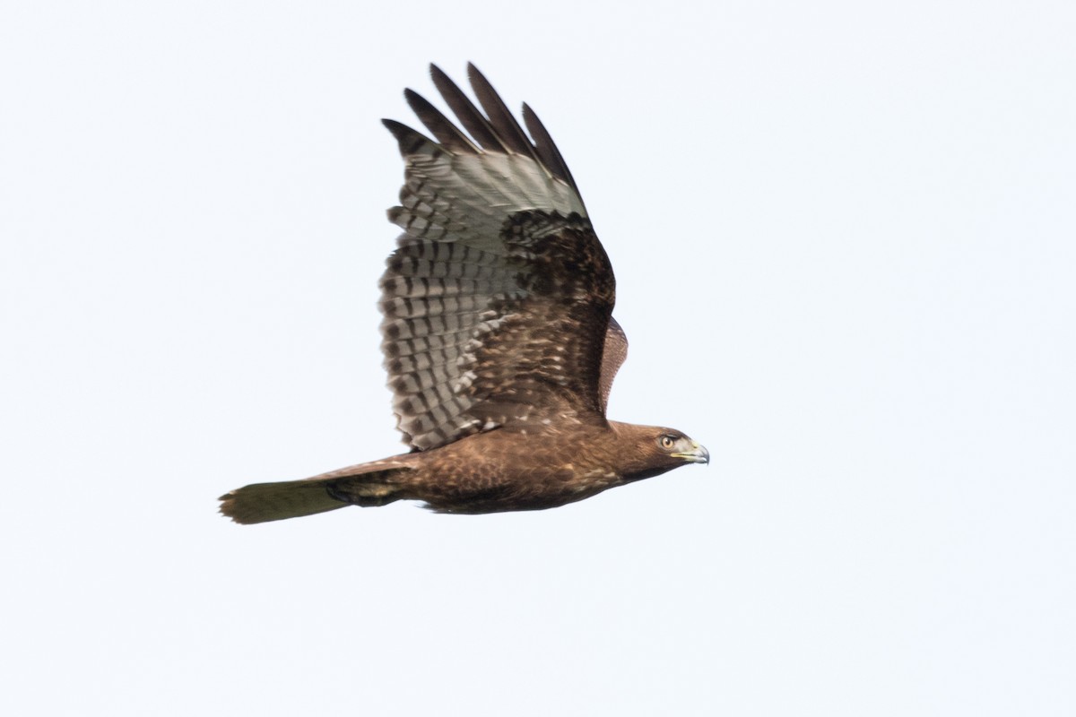 Red-tailed Hawk (calurus/alascensis) - ML152009141