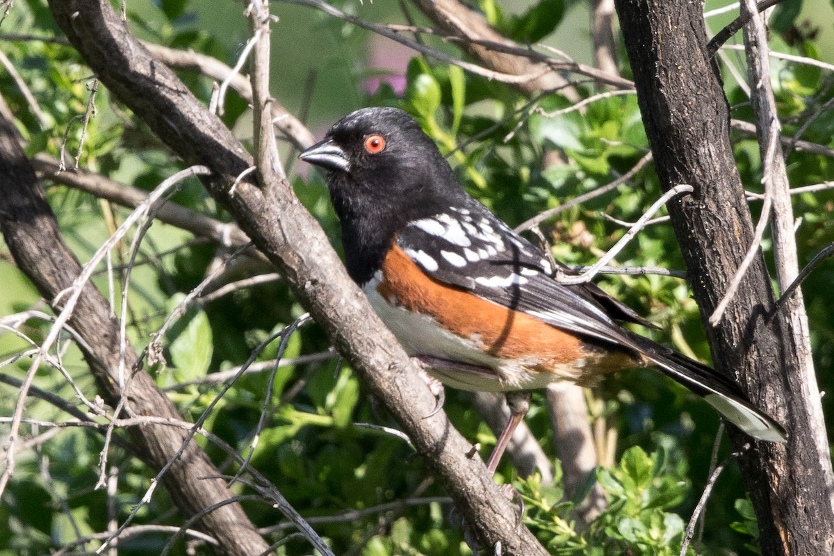 Spotted Towhee - ML152009281
