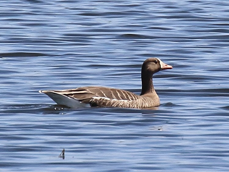 Greater White-fronted Goose - Michael Mammoser