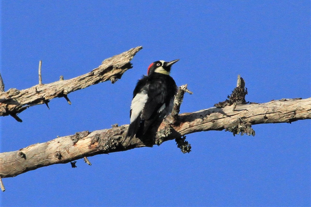 Acorn Woodpecker - Kent Forward