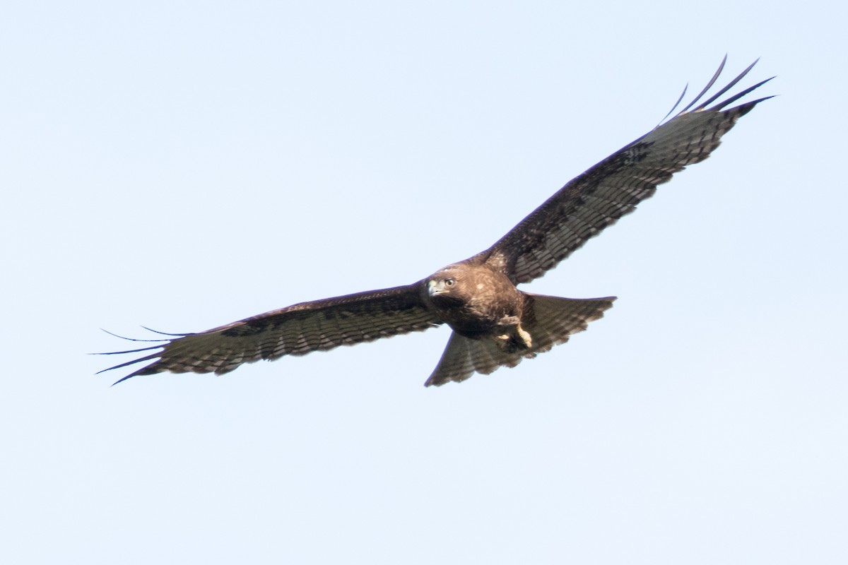 Red-tailed Hawk (calurus/alascensis) - ML152010151