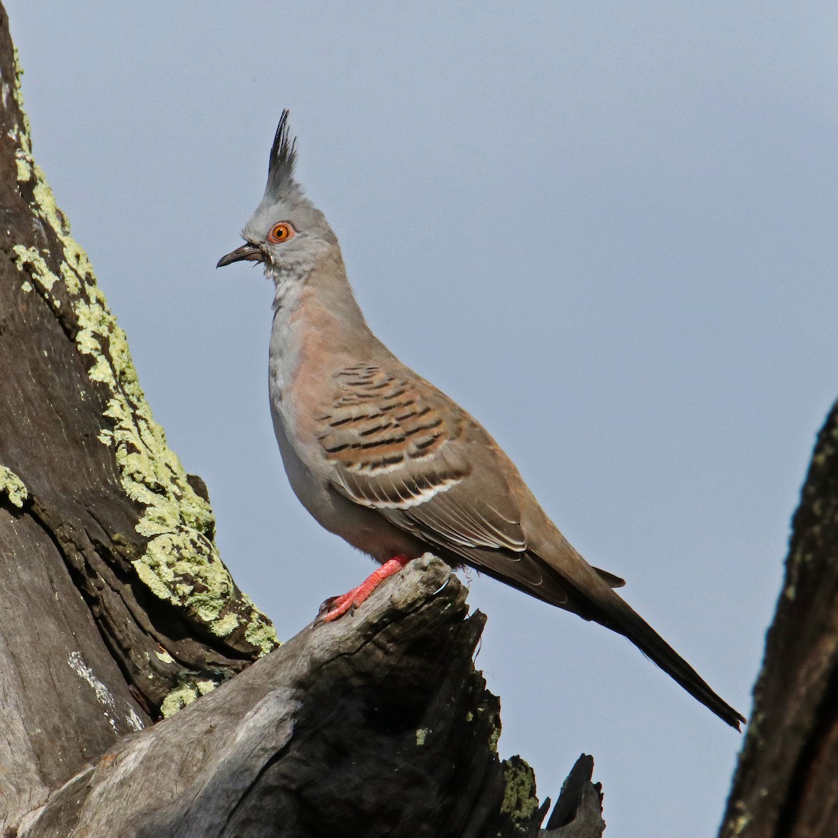Crested Pigeon - ML152010191