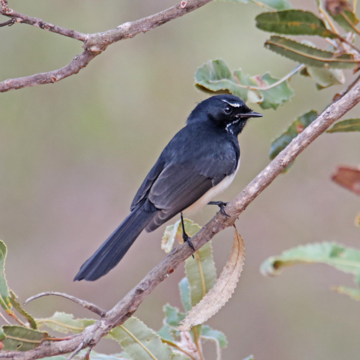 Willie-wagtail - Andreas Heikaus
