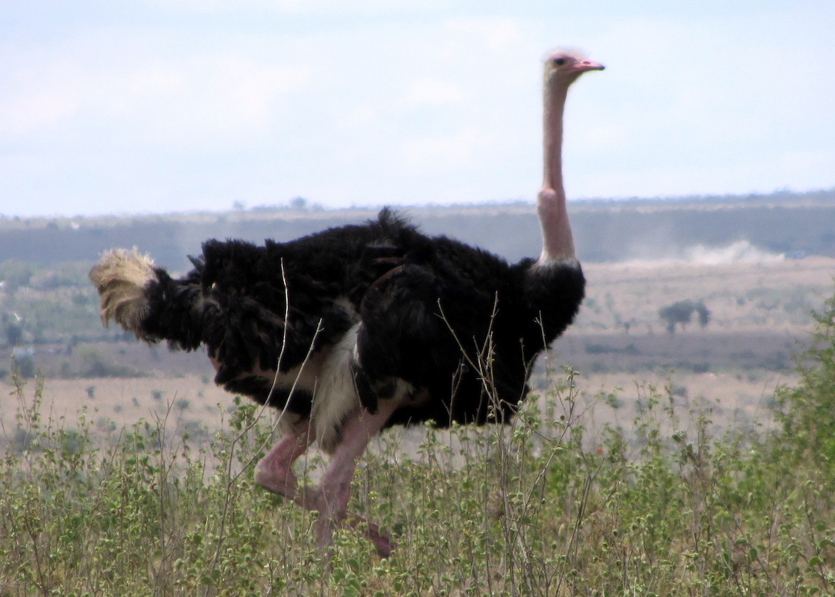 Common Ostrich - Michael McGovern