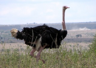 Common Ostrich, ML152010731