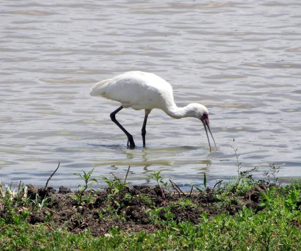 African Spoonbill - Michael McGovern