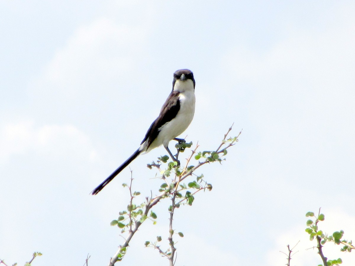 Long-tailed Fiscal - Michael McGovern