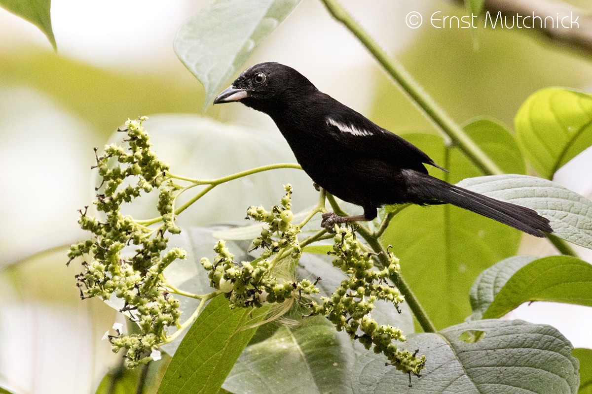 White-shouldered Tanager - ML152011111