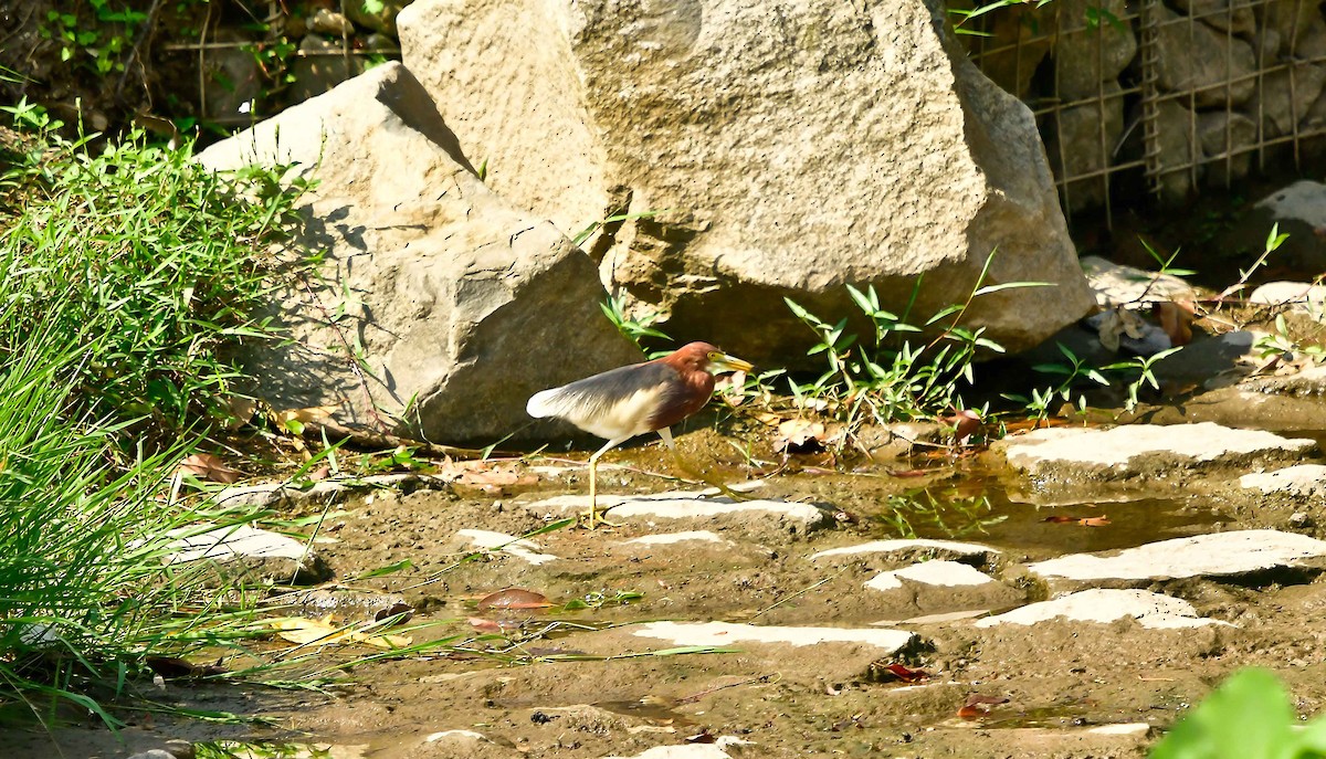 Chinese Pond-Heron - WK Ng