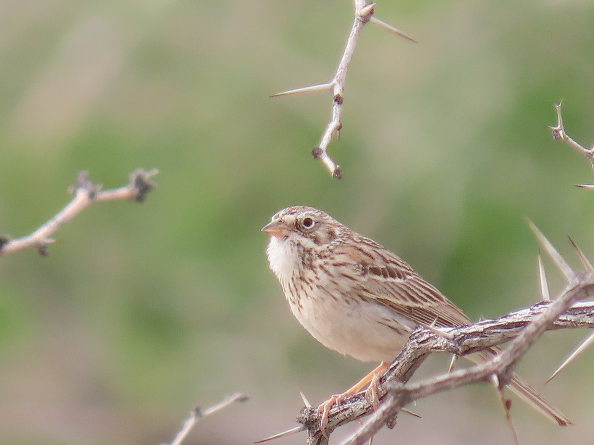 Vesper Sparrow - ML152011301