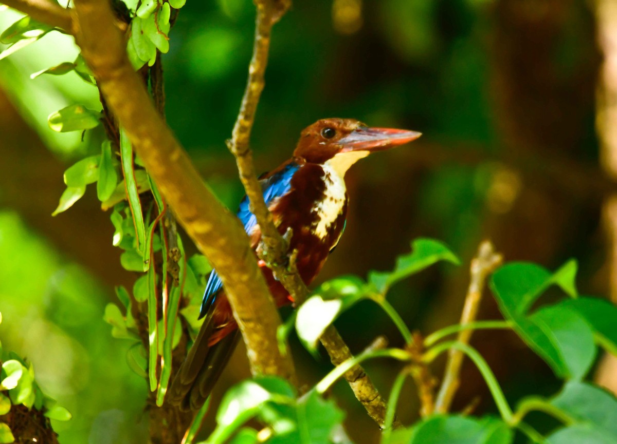 White-throated Kingfisher - WK Ng
