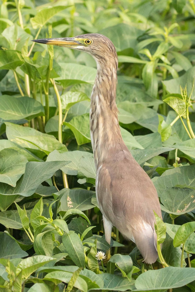 Indian Pond-Heron - ML152012371