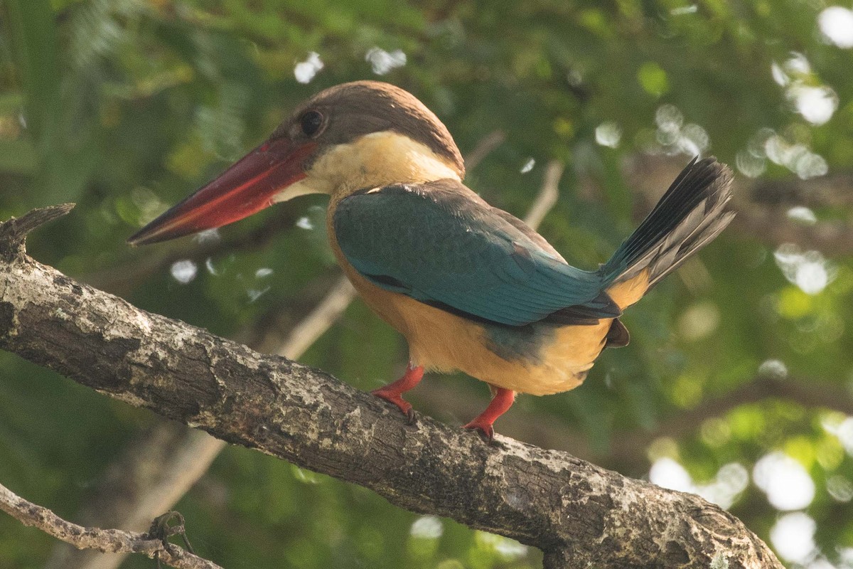 Stork-billed Kingfisher - Eric VanderWerf